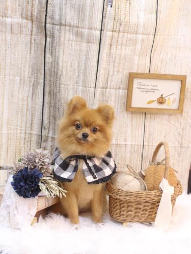 20241008ショコラちゃん